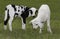 Lambs on a green pasture