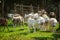 Lambs group on a farm