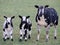Lambs just born on meadows in Zuidplas and Waddinxveen