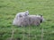 Lambs just born on meadows in Zuidplas and Waddinxveen