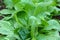 Lambs lettuce growth, watered green leaves