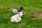 Lambs lying in grass, spring new born