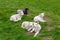 Lambs lying in grass, spring new born