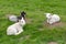 Lambs lying in grass, spring new born