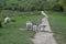 Lambs obstructing on rough path through field