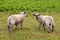 Lambs at Ouessant island. Brittany France.