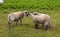 Lambs at Ouessant island. Brittany France.