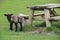 Lambs By Picnic Table