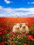 Lambs and poppies