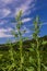 Lambs quarter flowers Lamb`s quarter Chenopodium album is a roadside weed, but the young leaves are edible