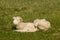 Lambs resting on grass