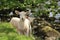 Lambs By The Ribble, Yorkshire, UK