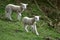 Lambs running down hill