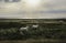 Lambs running and romping at sunrise on Sylt island