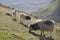 Lambs and sheep against grass on a green field