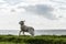 Lambs and Sheep on the dutch dike by the lake IJsselmeer,Spring views , Netherlands Noordoostpolder Flevoland