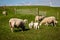 Lambs and Sheep on the dutch dike by the lake IJsselmeer,Spring views , Netherlands Noordoostpolder Flevoland