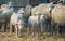 Lambs and sheep at farm