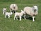 Lambs and sheep in field