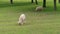 Lambs and sheep grazing on green pasture at spring day, ewes