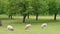 Lambs and sheep grazing on green pasture with trees at day