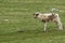 Lambs and sheep on a green field