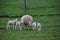 Lambs and sheep on a maedow of grass