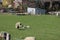 Lambs and sheep on a maedow of grass