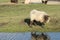 Lambs and sheep on a maedow of grass