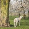 Lambs and sheep in spring under blossoming cherry trees in dutch orchard near utrecht