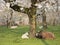 Lambs and sheep in spring under blossoming cherry trees in dutch orchard near utrecht