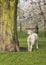 Lambs and sheep in spring under blossoming cherry trees in dutch orchard near utrecht