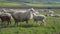 lambs and sheep walking and grazing on the meadow green field farmland