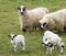 Lambs and sheeps
