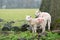 Lambs sheltering from the rain on the Easter Weekend