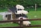 Lambs standing on hen house roof