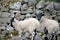 Lambs in Swaledale, Yorkshire Dales