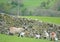 Lambs in Swaledale, Yorkshire Dales