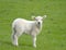 Lambs in Swaledale, Yorkshire Dales