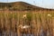 Lambs and a Swan in Sussex