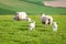 Lambs with their mothers in rural Sussex