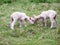 Lambs,two lambs in their grazing a summer afternoon