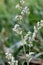 Lambsquarters 603057