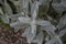 Lambâ€™s ear plant, leaves with raindrops