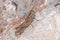 Lamenting grasshopper, Eyprepocnemis plorans, posed on a rock under the sun