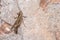 Lamenting grasshopper, Eyprepocnemis plorans, posed on a rock under the sun