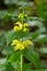 Lamiastrum galeobdolon other name Galeobdolon luteum, perennial yellow flowering herb .blossoms of yellow archangel in