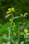 Lamiastrum galeobdolon other name Galeobdolon luteum, perennial yellow flowering herb .blossoms of yellow archangel in