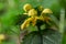 Lamiastrum galeobdolon other name Galeobdolon luteum, perennial yellow flowering herb .blossoms of yellow archangel in