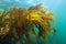 Laminaria kelp brown algae foliage underwater in the ocean
